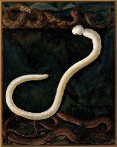 parasite-treatments